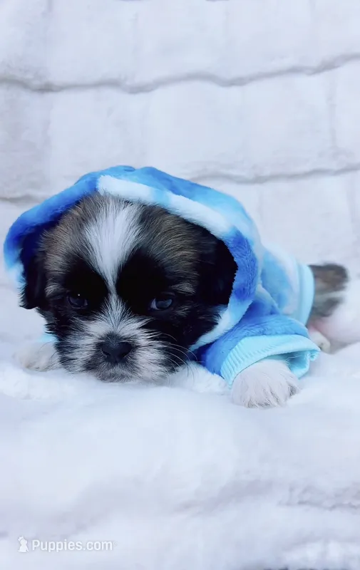 Charlie – Shih Tzu puppy for sale in Huntington Beach, CA