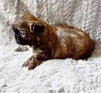 Biscuit, a male Shih Tzu for sale in Huntington Beach, CA – 2 of 2