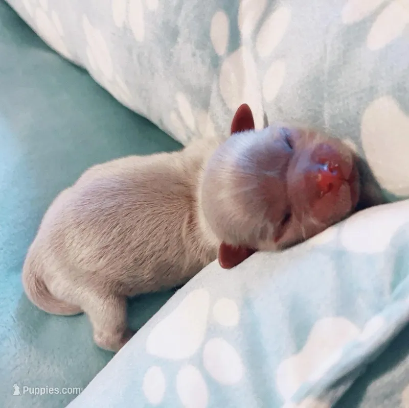 Maui – Shih Tzu puppy for sale in Huntington Beach, CA