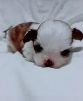 Leo, a male Shih Tzu for sale in Huntington Beach, CA – 1 of 3
