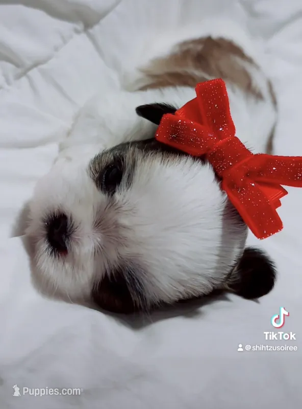Honey – Shih Tzu puppy for sale in Huntington Beach, CA