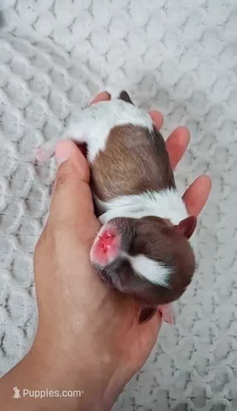 Pumpkin  – Shih Tzu puppy for sale in Huntington Beach, CA