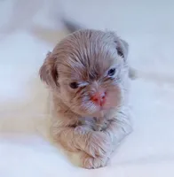 Maui, a male Shih Tzu for sale in Huntington Beach, CA – 3 of 3