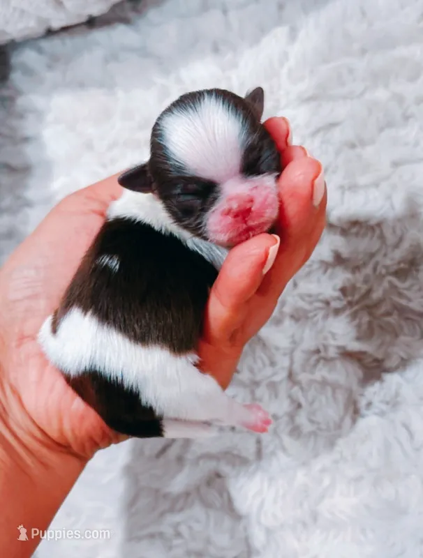Poppy  – Shih Tzu puppy for sale in Huntington Beach, CA