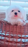 Muffin Teacup, a male Maltese for sale in Huntington Beach, CA – 3 of 6
