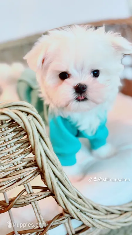 Muffin Teacup – Maltese puppy for sale in Huntington Beach, CA