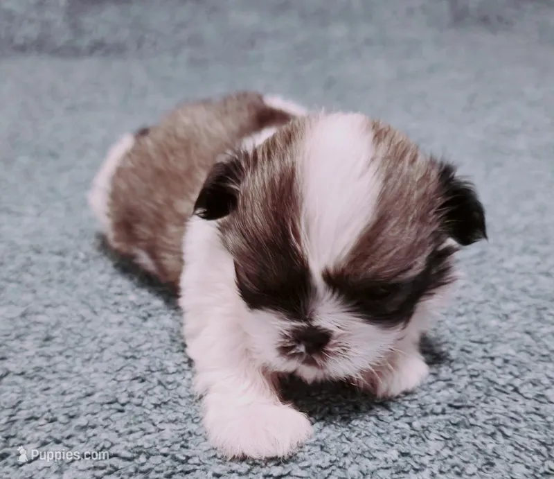 Dream, a male Shih Tzu for sale in Huntington Beach, CA – Photo 1 of 2