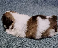 Dream, a male Shih Tzu for sale in Huntington Beach, CA – Photo 2 of 2