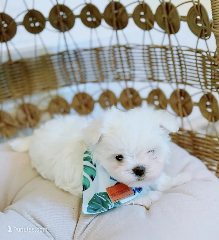 Dream – Maltese puppy for sale in Huntington Beach, CA