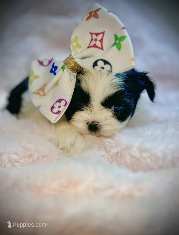 Star, a female Shih Tzu for sale in Huntington Beach, CA – 1 of 1