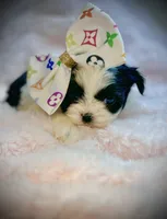 Star, a female Shih Tzu for sale in Huntington Beach, CA – 1 of 1