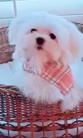 Muffin Teacup, a male Maltese for sale in Huntington Beach, CA – 2 of 6