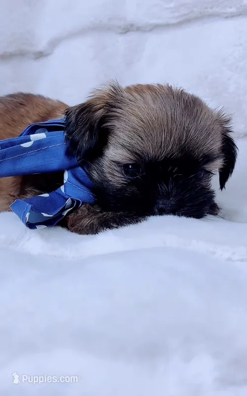 Pepper – Shih Tzu puppy for sale in Huntington Beach, CA