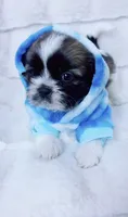 Charlie, a male Shih Tzu for sale in Huntington Beach, CA – 3 of 4