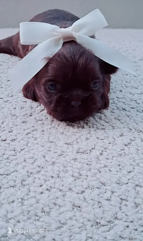 Dulce – Shih Tzu puppy for sale in Huntington Beach, CA
