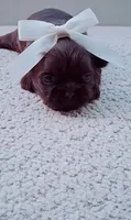 Dulce, a female Shih Tzu for sale in Huntington Beach, CA – 1 of 2
