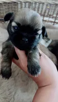 Pepper, a male Shih Tzu for sale in Huntington Beach, CA – 1 of 4