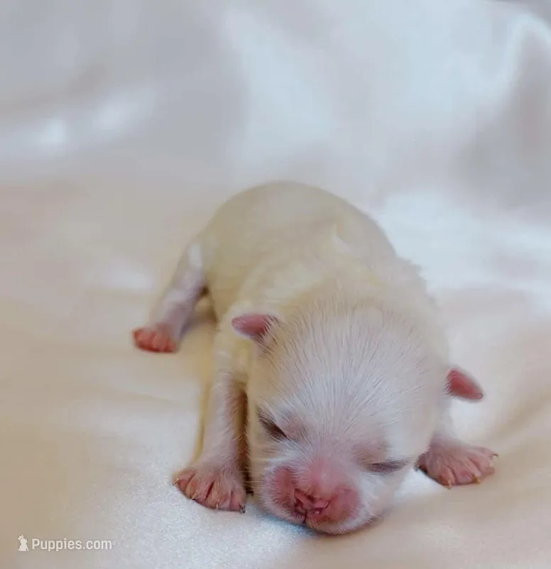 Muffin, a male Maltese for sale in Huntington Beach, CA – Photo 1 of 1