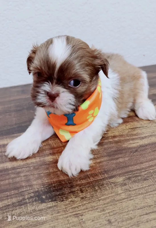 Maple Imperial  – Shih Tzu puppy for sale in Huntington Beach, CA