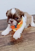 Maple Imperial , a male Shih Tzu for sale in Huntington Beach, CA – 1 of 3
