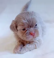 Maui, a male Shih Tzu for sale in Huntington Beach, CA – 1 of 3