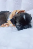 Max, a male Shih Tzu for sale in Huntington Beach, CA – 1 of 3