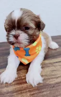 Maple Imperial , a male Shih Tzu for sale in Huntington Beach, CA – 3 of 3