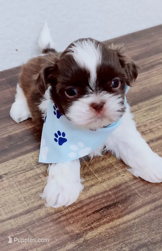 Latte Imperial  – Shih Tzu puppy for sale in Huntington Beach, CA