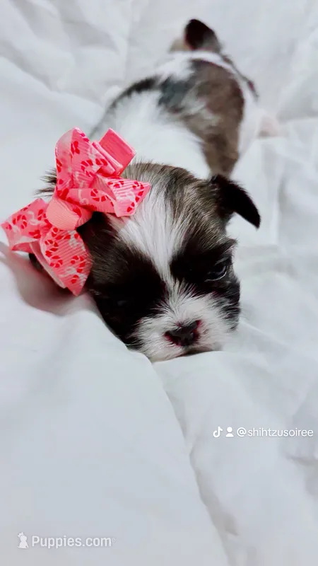 Missy  – Shih Tzu puppy for sale in Huntington Beach, CA