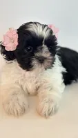 Summer, a female Shih Tzu for sale in Huntington Beach, CA – 4 of 4
