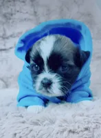 Gizmo, a male Shih Tzu for sale in Huntington Beach, CA – 2 of 3
