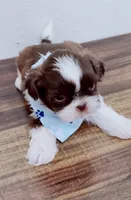 Latte Imperial , a male Shih Tzu for sale in Huntington Beach, CA – 2 of 2