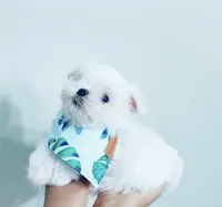 Dream, a male Maltese for sale in Huntington Beach, CA – 3 of 3