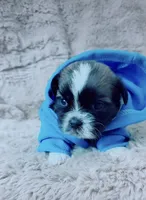 Gizmo, a male Shih Tzu for sale in Huntington Beach, CA – 3 of 3