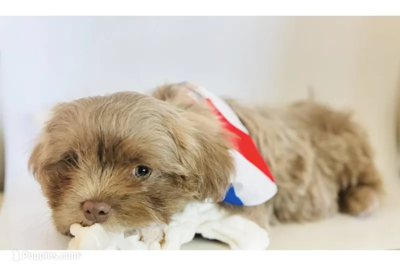 Lavender  – Shih Tzu puppy for sale in Huntington Beach, CA