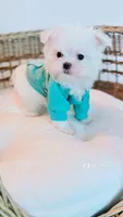 Muffin Teacup, a male Maltese for sale in Huntington Beach, CA – 2 of 4