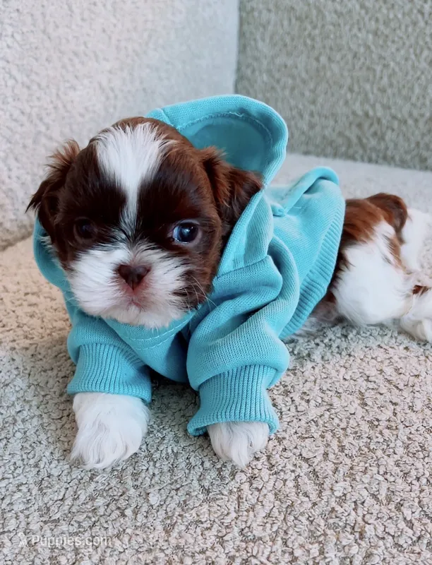 Muffin Imperial  – Shih Tzu puppy for sale in Huntington Beach, CA