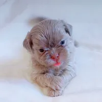 Maui, a male Shih Tzu for sale in Huntington Beach, CA – 2 of 3