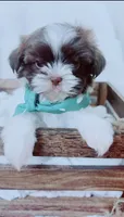 Imperial Teddy, a male Shih Tzu for sale in Huntington Beach, CA – 2 of 2