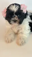 Summer, a female Shih Tzu for sale in Huntington Beach, CA – 3 of 4