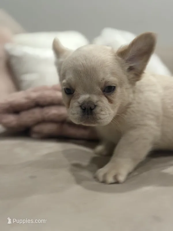 Luka Jr – French Bulldog puppy for sale in Aurora, CO