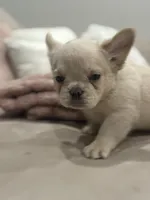 Luka Jr, a male French Bulldog for sale in Aurora, CO – 1 of 1