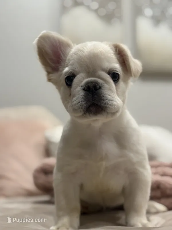 Monroe – French Bulldog puppy for sale in Aurora, CO