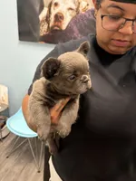 Evy, a female French Bulldog for sale in Aurora, CO – 1 of 1