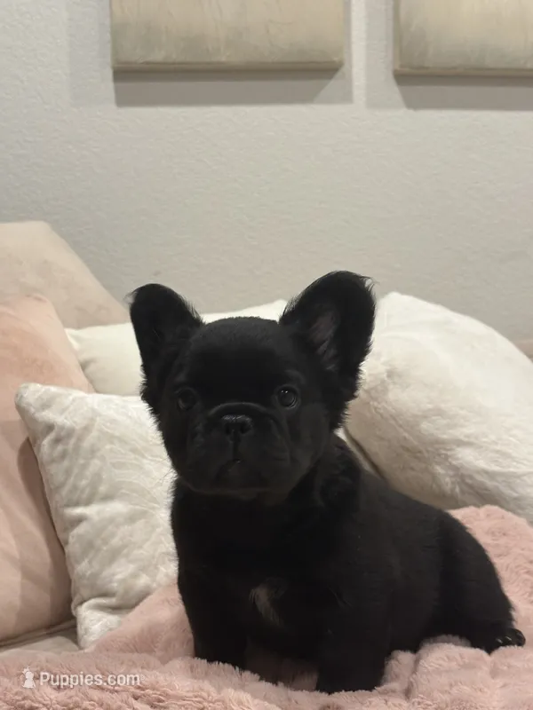Marley – French Bulldog puppy for sale in Aurora, CO