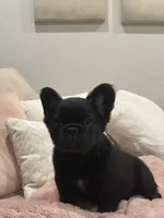 Marley, a female French Bulldog for sale in Aurora, CO – 1 of 1