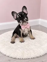 Posie, a female French Bulldog for sale in Barney, GA – 5 of 5