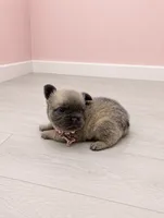 Fluffy Pixie, a female French Bulldog for sale in Barney, GA – 2 of 3