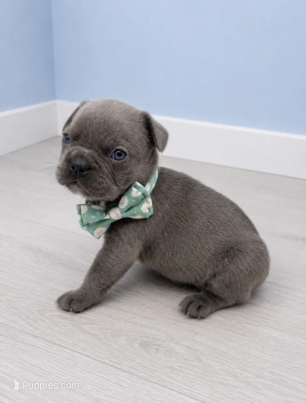Prince  – French Bulldog puppy for sale in Barney, GA