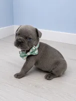Prince , a male French Bulldog for sale in Barney, GA – 1 of 3